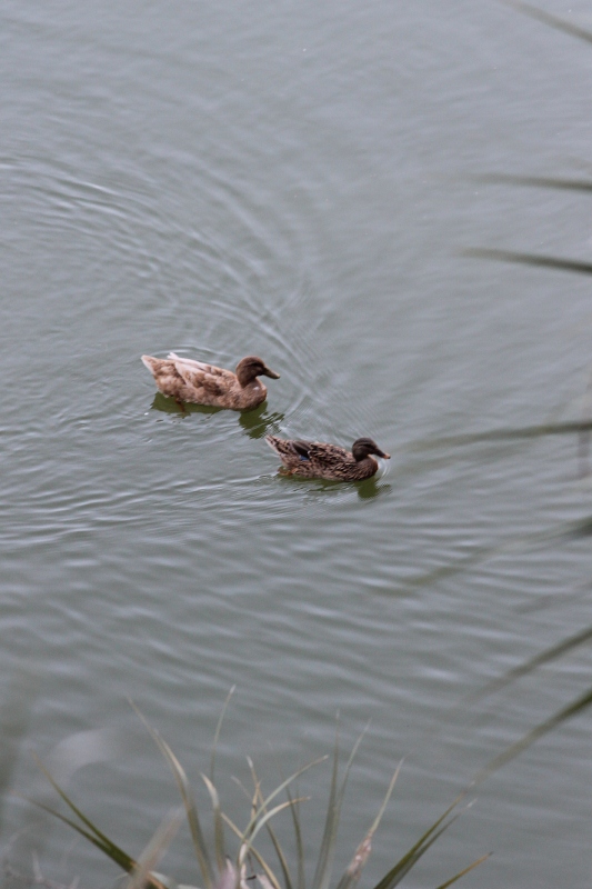 IMG_2290 (533x800)